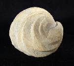 Burmirhynchia decorata (SCHLOTHEIM 1820) - Bild © FossNet FossilienStore